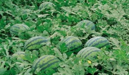 湘潭网红吃瓜群微信