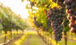 爆料葡萄种植技术视频教程,视频教程带你轻松掌握核心技术